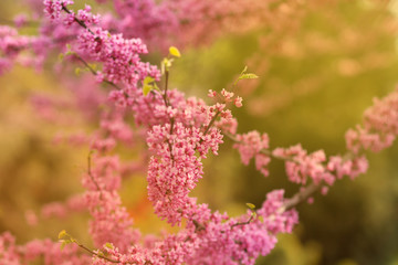 cherry blossom , spring flowers