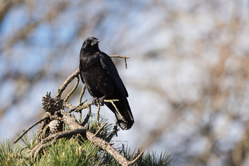 Carrion Crow, Crow, Corvus Corone