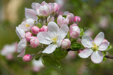 Obraz premium spring flowers apple on branches of a apple tree