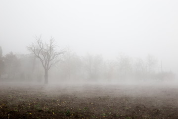 Obraz na płótnie Canvas Tree in the fog
