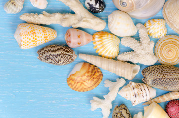 summer background made of seashells and Maritime objects