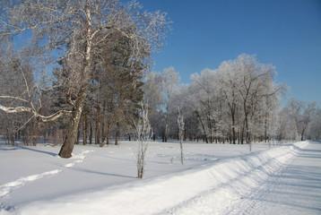 Trees in winter siberian park