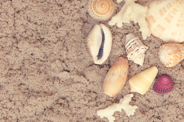 summer background with seashell on sand