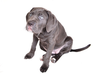 Cane corso puppy on a white background