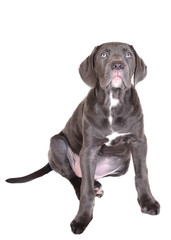 Cane corso puppy on a white background