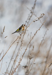 European goldfinch feeding in yellow grass in winter