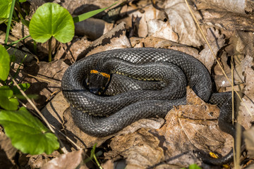 Grass Snake coiled in fallen leaves