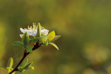 Green background with blackthorn flower.