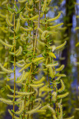 Willow branches with springtime bloom patterns