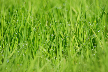 Fresh thik grass with water drops