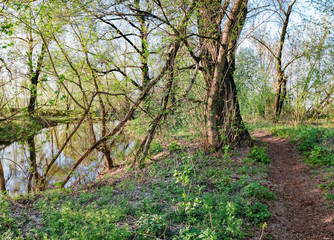 Path at spring shady forest with all color tones of green and small river, Irpen, Ukraine. The first spring green leaves on an old tree