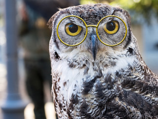 Owl facing camera, big yellow eyes and fun glasses. Wise owl.