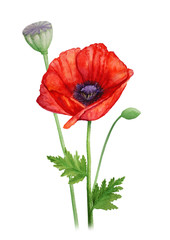 Fototapeta premium Czerwony kwiat maku na łodydze - akwarela ilustracja