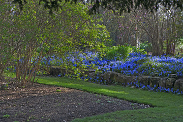 bluebell wood at the height of its bloom, with a carpet of bluebells and lush baby green leaves on the trees. Photo taken in Cowleaze wood, Oxfordshire.