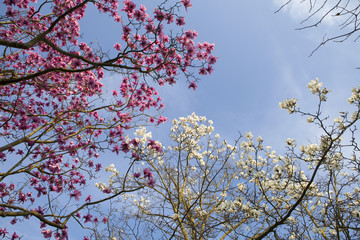 Spring in London. Magnolia 'Leonard Messel', Pink flower and bud opening on tree