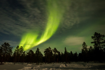Northern lights show over the trees