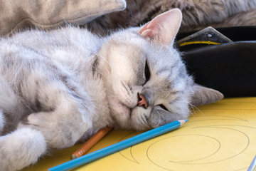 Mach mal Pause! British silver tabby shorthair Katze schläft auf den Hausaufgaben ein