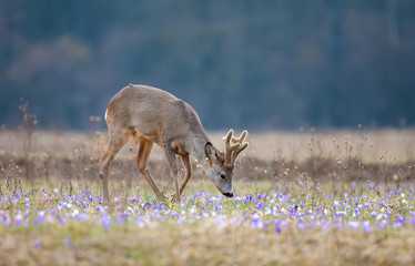 Roe deer, grazing on a field full of saffron © Soru Epotok
