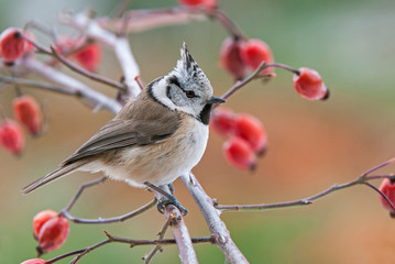 Fototapeta premium Crested tit, perching on a twig