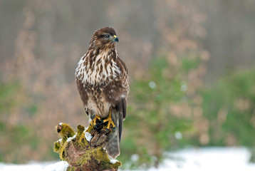 Common buzzard on a tree stump