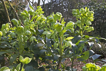 Helleborus angustifolia