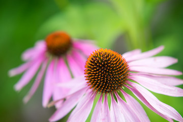 Echinacea Flower Top View