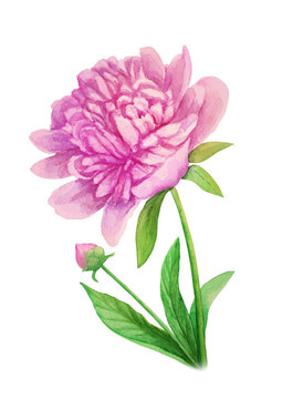 Pink peony flower on a stalk - watercolor illustration