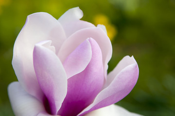Fototapeta premium Spring in London. Magnolia 'Leonard Messel', Pink flower and bud opening on tree