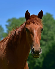 Obraz premium Horses on a spring meadow