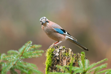 Eurasian jay on a tree stump