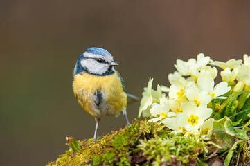 Blue tit, standing next to primroses