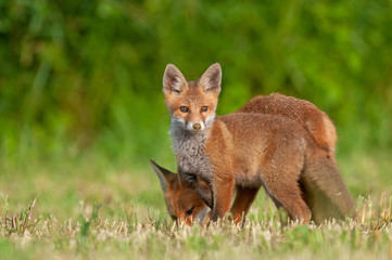 Naklejka na ściany i meble Two red foxes in a field