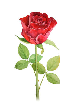 Red rose flower on a stalk - watercolor illustration