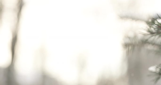 Slow motion fir branches in morning snowfall with sunlight slide sideways, 4k 60fps prores footage