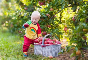 Baby boy picking apples in fruit garden