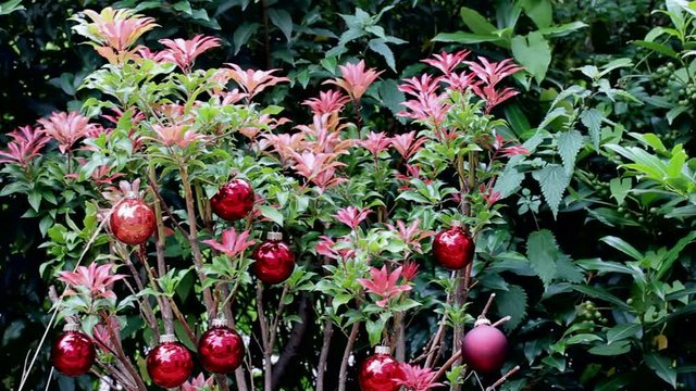 Christmas Red Balls on Green Beautiful Summer Bush.