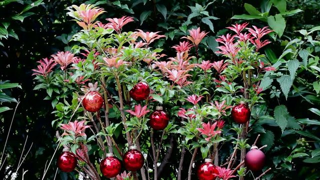 Christmas Red Balls on Green Beautiful Summer Bush.