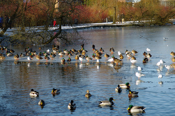Fototapeta premium Lac du Château de Frederiksborg - 3