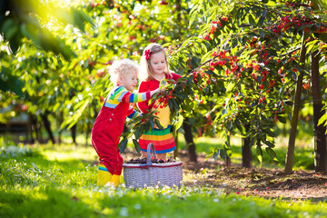 Kids picking cherry on a fruit farm garden