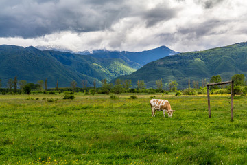 Naklejka premium Cow eating grass on a meadow with mountains in the background