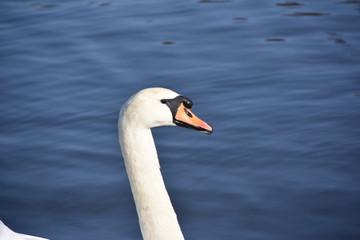 Höckerschwan ( Cygnus olor )