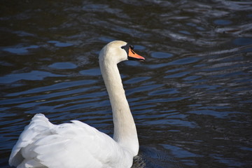 Höckerschwan ( Cygnus olor )