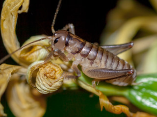 New Zealand native Weta