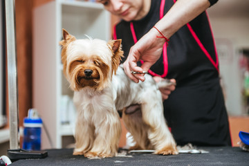 Hairdresser mows Yorkshire Terrier fur on the ear with a trimmer