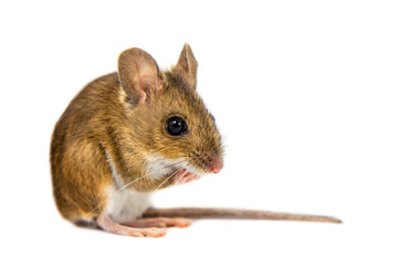 Pondering Field Mouse on white background