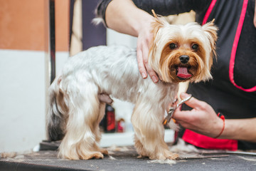 Hairdresser mows Yorkshire Terrier fur on the ear with a trimmer