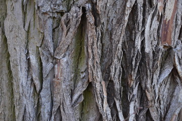 Robinien - Rinde ( Robinia pseudoacacia )