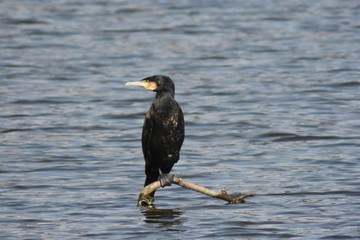Kormoran ( Phalacrocorax carbo )