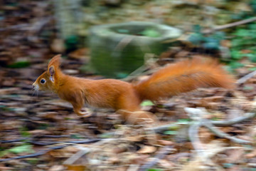 Red Squirrel jumping into the focus