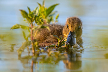 Cute duckling swimming and looking surprised in the camera